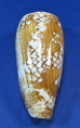 Conus pennaceus