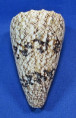 Conus araneosus nicobaricus