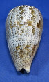 Conus achatinus