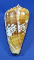Conus amadis castaneofasciatus