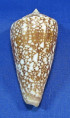 Conus amadis