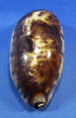 Chelycypraea testudinaria "dwarf"