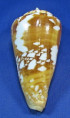 Conus amadis castaneofasciatus