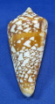 Conus amadis castaneofasciatus