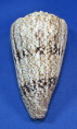 Conus araneosus