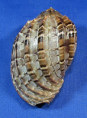 Harpa articularis