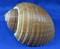 Tonna zonata