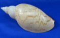 Odontocymbiola magellanica