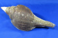Turbinella fusus
