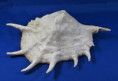Lambis truncata