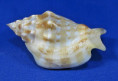 Strombus kleckhamae boholensis