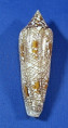 Conus bengalensis