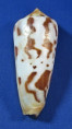 Conus gubernator