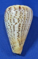 Conus suratensis