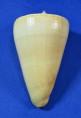 Conus quercinus