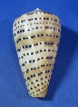 Conus genuanus