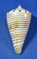 Conus hirasei