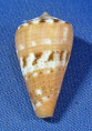 Conus vittatus
