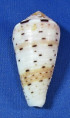 Conus aurisiacus