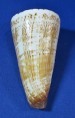 Conus thalasiarchus