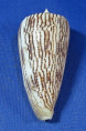 Conus kuroharai
