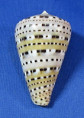 Conus genuanus