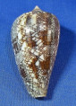 Conus abbas
