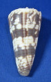 Conus zonatus