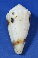 Conus varius