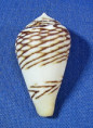 Conus mercator