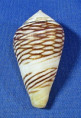 Conus mercator