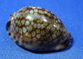 Mauritia maculifera martybealsi