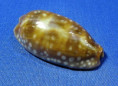 Macrocypraea cervinetta