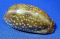 Macrocypraea cervinetta