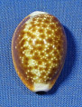 Naria helvola