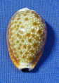 Naria helvola