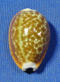 Naria helvola