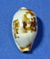 Bistolida erythraensis