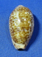 Zonaria annettae