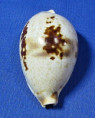 Ficadusta pulchella pericalles