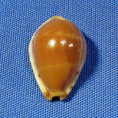 Palmadusta androyensis