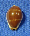 Pamadusta androyensis