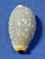 Staphylaea limacina limacina