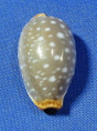 Staphylaea limacina facifer