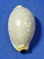 Staphylaea limacina facifer