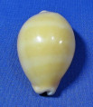 Lyncina carneola propinqua
