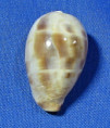 Contradusta walkeri