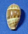 Contradusta walkeri