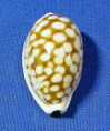 Cribrarula cribraria zadela