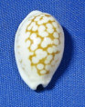 Cribrarula cribraria zadela